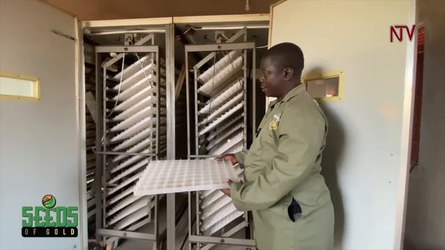 A guide to successful local chicken rearing | SEEDS OF GOLD смотреть онлайн