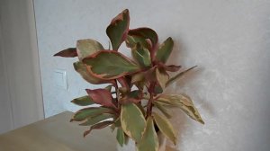 Пеперомия клузиелистная: уход в домашних условиях видео ролик