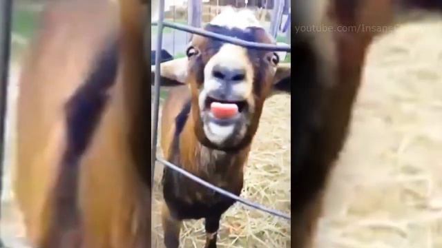 Benny Benassi - Satisfaction (Animal Cover)