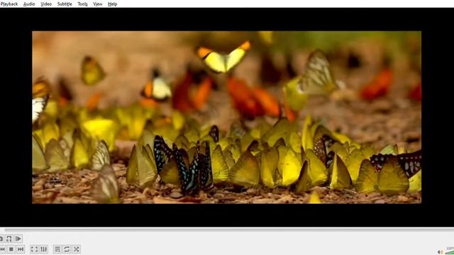 playlist m3u8 VLC media player 2022 06 14 02 01 58 смотреть онлайн