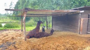 Как рожает альпака от и до