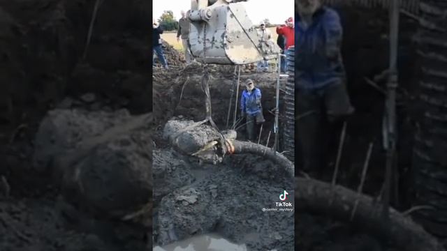 в Якутии нашли скелет мамонта смотреть онлайн