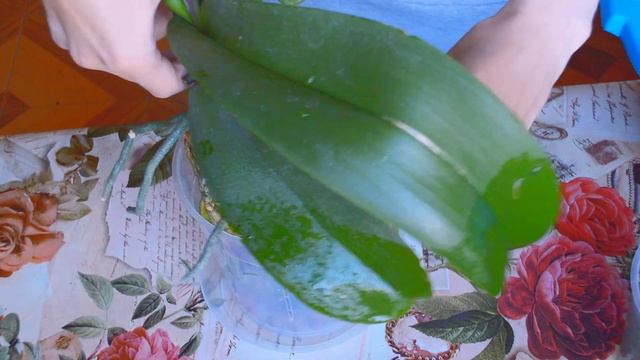 ПОСАДИ орхидеи В ЭТО! орхидеи в КЕРАМЗИТЕ и КОРЕ! ОТЗЫВЫ после полива орхидеи!