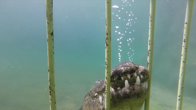 Дайвинг с Нильскими крокодилами