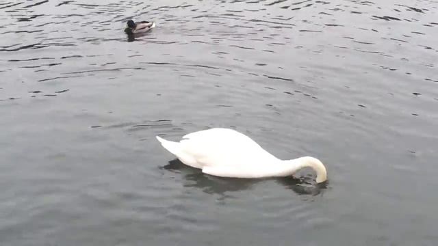 Как лебедь кушает водоросли 18+ смотреть онлайн