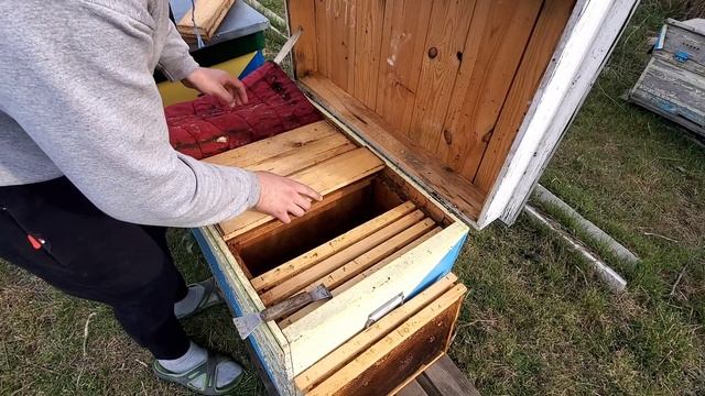 Как прошла зимовка ,наличие расплода ! Утепление и сокращение пчелиных гнезд! смотреть онлайн