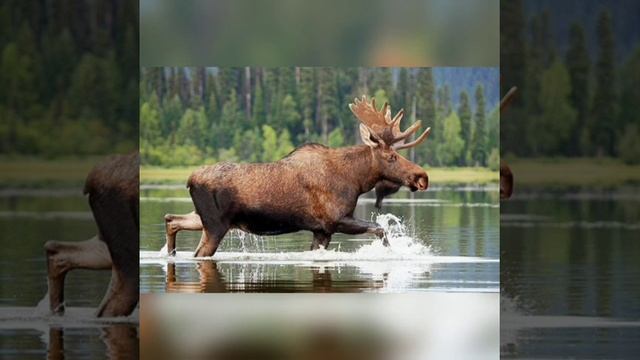 Сказка для взрослых "Старый город". смотреть онлайн