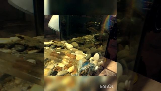 Линька рака в аквариуме. смотреть онлайн
