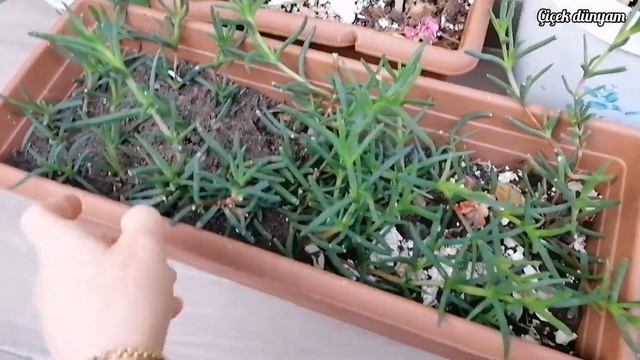 SARDUNYALARIM BOL BOL ÇİÇEKLİ BALKON ÇİÇEKLERİM KIŞ MEVSİMİNDE BİLE ÇİÇEKLİ MY BALCONY FLOWERS смотреть онлайн