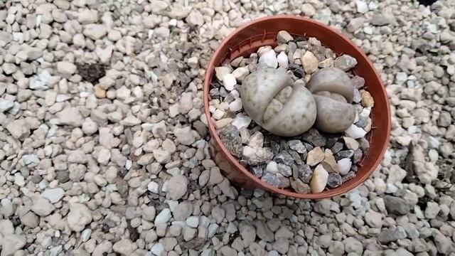Купила новые растения.Литопсы в моей коллекции. смотреть онлайн