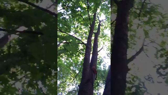 Белка по деревьям прыгает смотреть онлайн