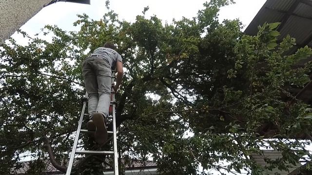 Собираем алычу.В городе - штиль, на Маяке - шторм.24.06.2022.Абхазия.Сухум. смотреть онлайн