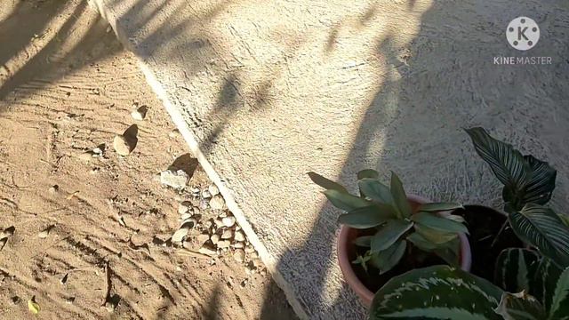 Mga magagandang halaman sa tahanan (Wow Bougainvillea!!!) смотреть онлайн