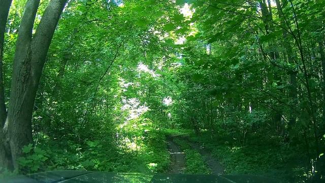 Лесная дорога. Тульская обл. смотреть онлайн