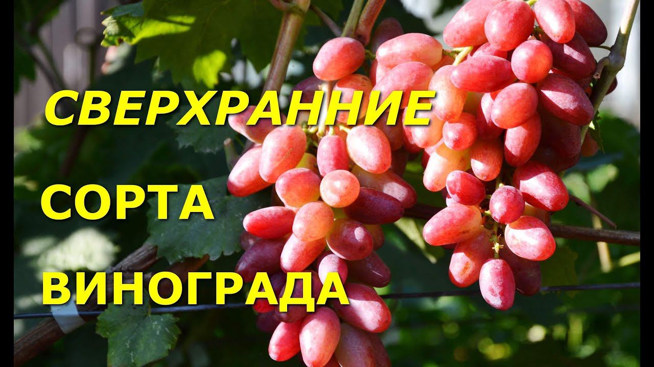 Сверхранние сорта винограда смотреть онлайн