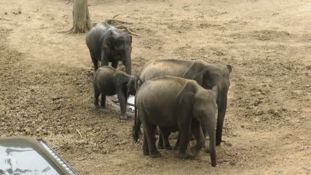 Слоны в парке Яла смотреть онлайн