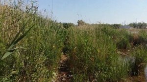 "" .. 1.ч..РЫБАЛКА НА РЕКЕ МАНЫЧ .."" РОСТОВСКАЯ ОБЛ. Г.САЛЬСК