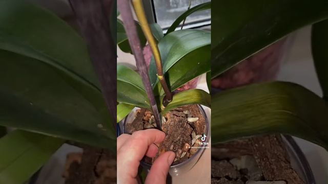 Как себя чувствует фаленопсис в коре акации!!! смотреть онлайн