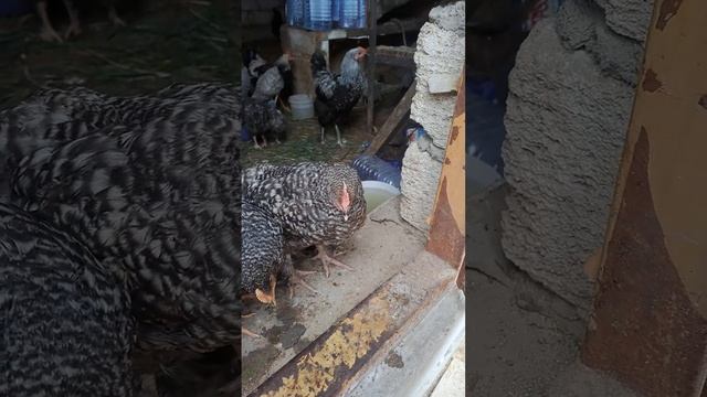 Доминанта Дс 109 қораз #атырау #балапан #тауық #қазақстан смотреть онлайн