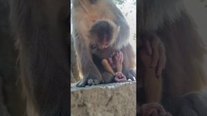 The poor baby monkey didn't have enough milk to drink, and his body gradually became exhausted