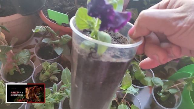 ПРИШЛА ПОСЫЛКА С ЧЕРЕНКАМИ ЦВЕТОВ.ОБЗОР.ЧТО КУПИЛА ... 🌸🌺🌹