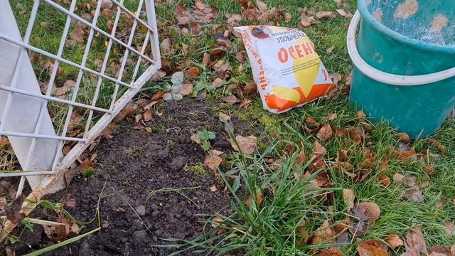 Пересадите ТАК КЛЕМАТИС и он ЗАВАЛИТ ЦВЕТАМИ смотреть онлайн