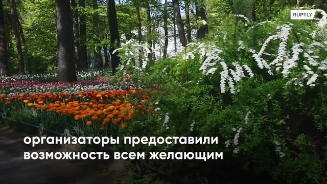 Расцвели на карантине. Онлайн-фестиваль тюльпанов проходит в Санкт-Петербурге смотреть онлайн