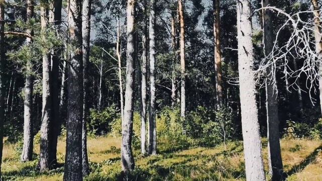 VID 20220904 192329 Над вечным покоем (Н. Рубцов)...Павел Васильев Лахтинский смотреть онлайн