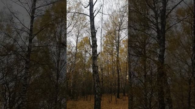 Инь и Янь дерева. Единство покоя (корни) и беспокойства (крона). Дао. Диалектика. смотреть онлайн