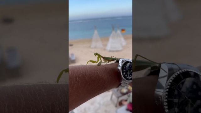 Богомолы кусаются? смотреть онлайн