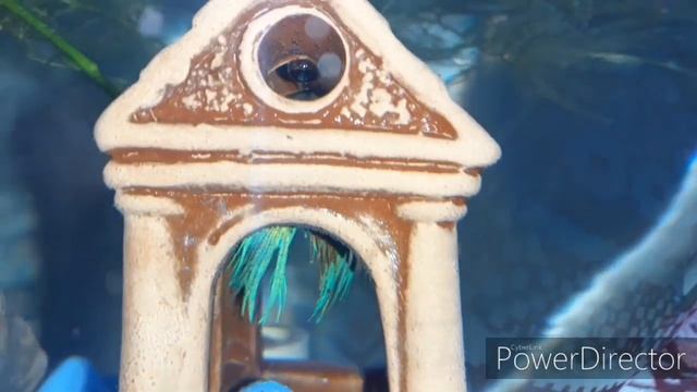 Обычный день сиамского петушка Петруши смотреть онлайн