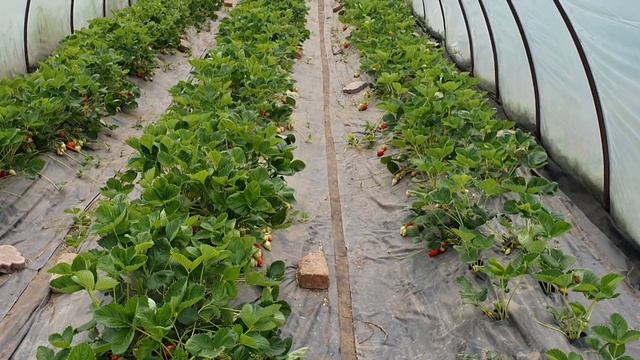 Один из лучших сортов для балагана. смотреть онлайн