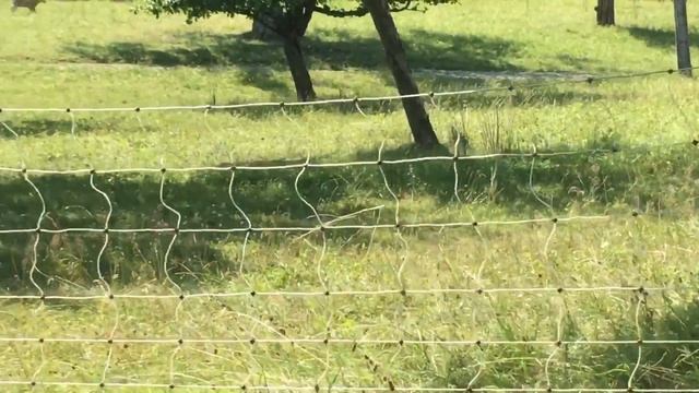 Ферма в Германии.Козы. смотреть онлайн