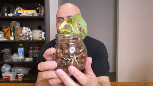 Should I move everything to LECHUZA PON? | Plant Unboxing & Repot смотреть онлайн