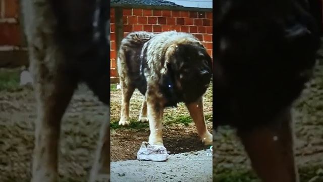 кавказская овчарка ?