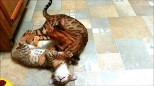 Котята бенгальской породы. Заводчик Субботина Татьяна.