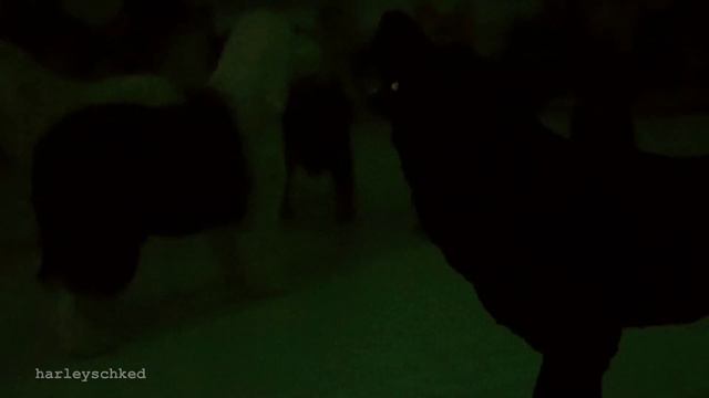 Schleich клип: "Типичная вечеринка с бассейном // смотреть онлайн