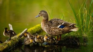 Голоса и звуки домашних животных 4K Ultra HD