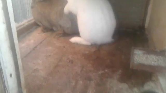 Контрольная случка - контрольной случки ))) смотреть онлайн