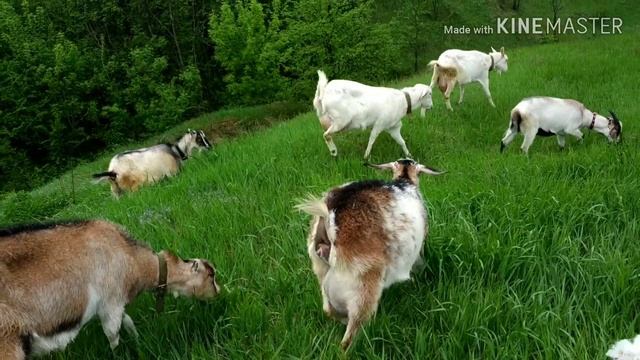 У нас дожди// Лаванда - помогает от комаров// Козлята-высотники))