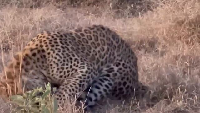 Honey Badger Shows The Leopard Who's The Boss !! смотреть онлайн