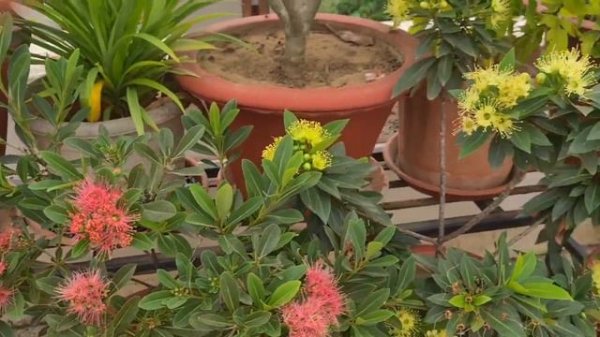 First love flower plant/Golden & Pink Penda/Xanthostemon Chrysanthus | Care Guide | florapassion