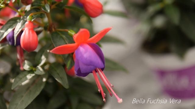 Bella Fuchsia Vera - Garden Plant with Flowers all Summer long! смотреть онлайн