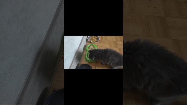 Ролтон и Коте смотреть онлайн