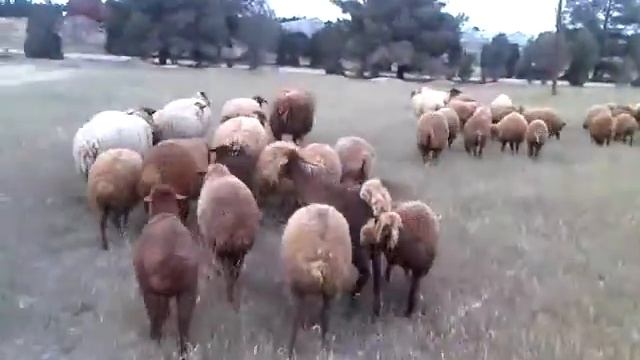 Овцы порода "КАЛА" смотреть онлайн