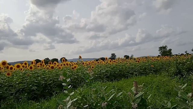 Marvelous sunflowers@sunset смотреть онлайн