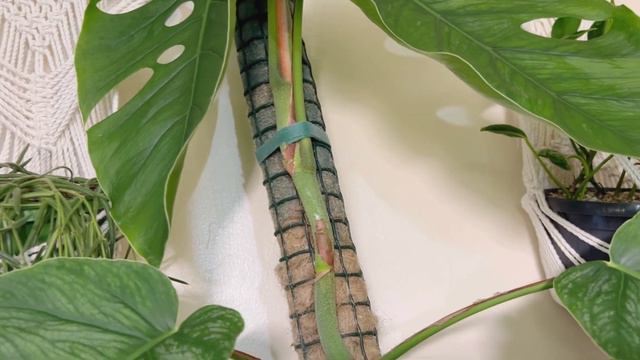 Update on my Monstera Dubia after chopping up 💚 смотреть онлайн