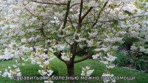 Черешня Бычье сердце