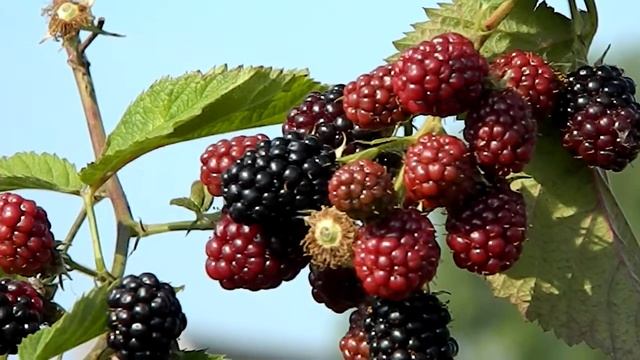 Rubus fruticosus 'Chester Thornless' смотреть онлайн