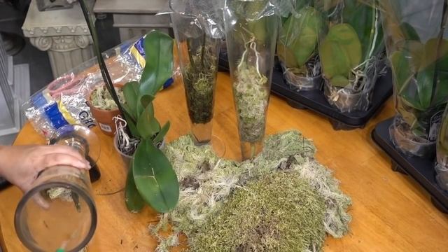 How to Make 100 Orchids From One Without Keiki Paste смотреть онлайн